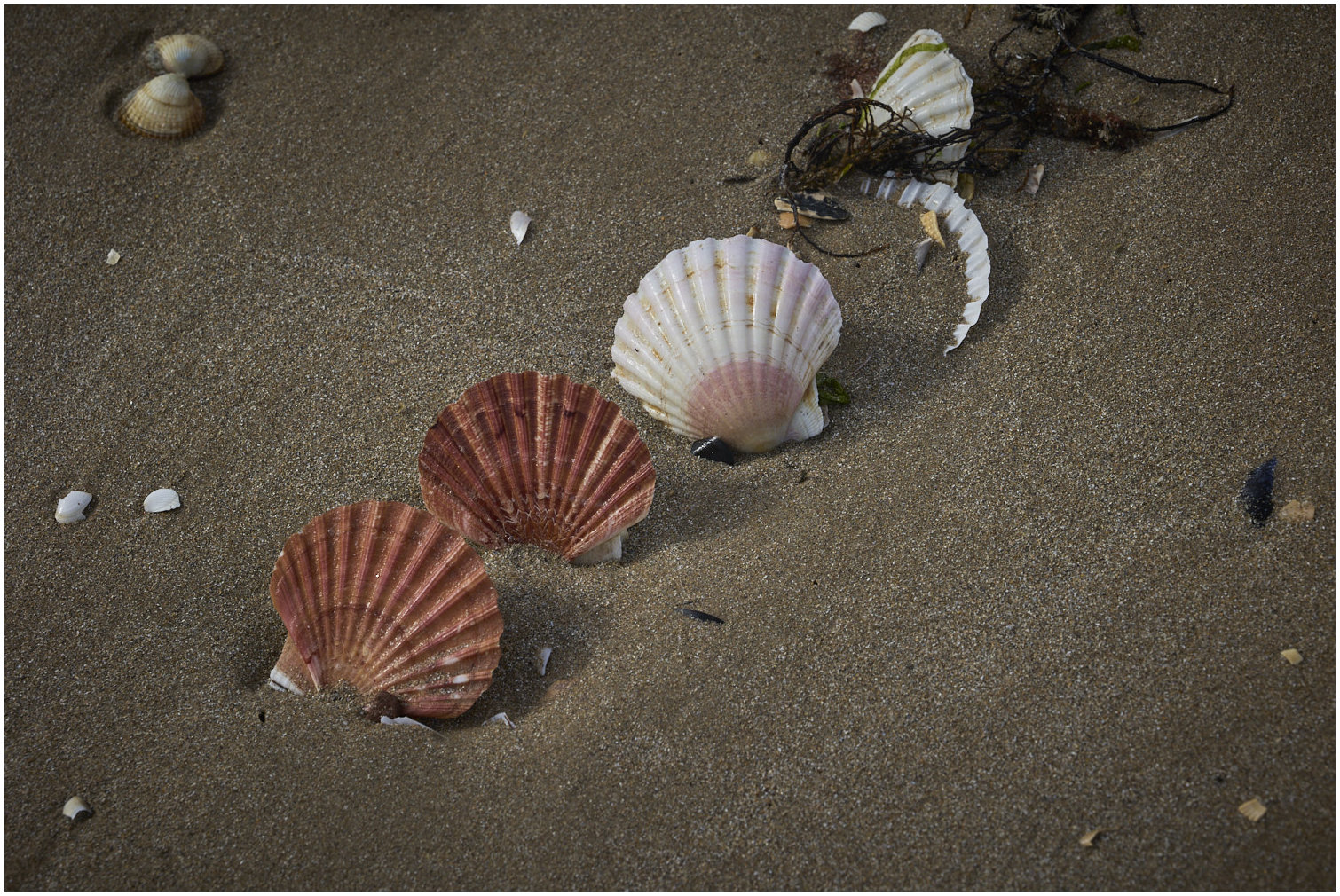 Cotentin49